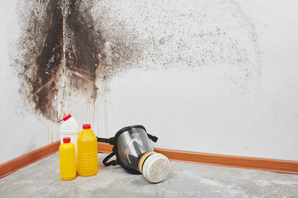 Best Professional Mold Removal  in Bristol, VA