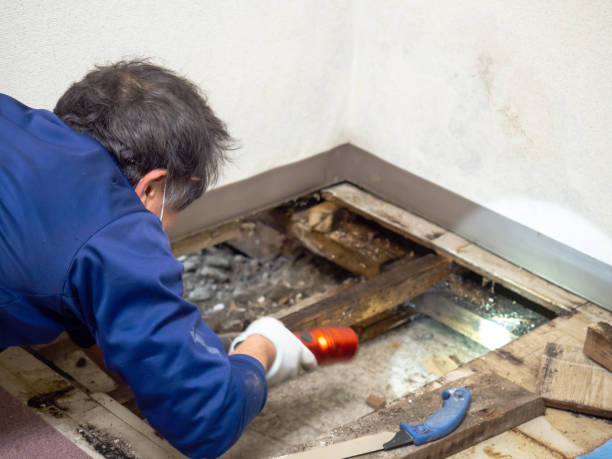 Best Mold Removal Company Near Me  in Bristol, VA