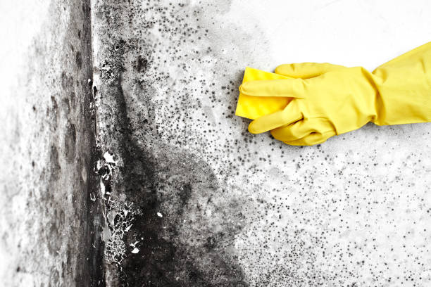 Best Affordable Mold Removal  in Bristol, VA