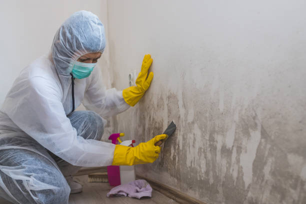 Best Toxic Mold Removal  in Bristol, VA