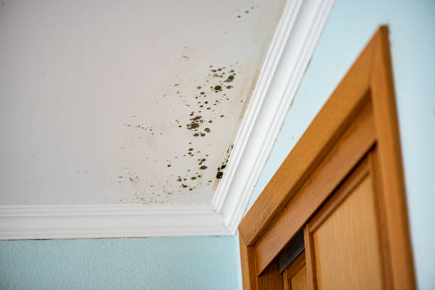 Professional Mold Removal in Bristol, VA