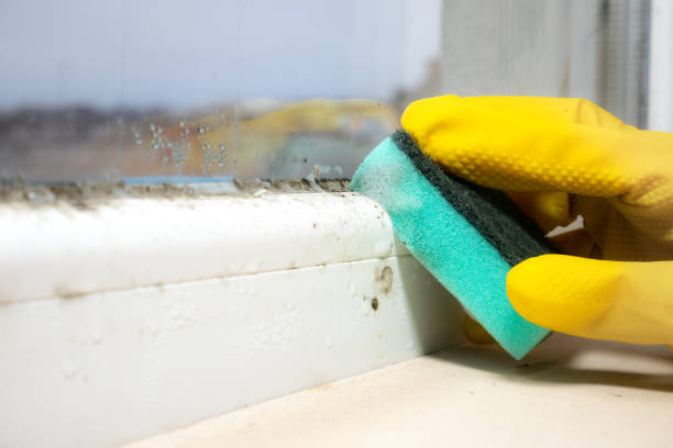 Best Mold Testing  in Bristol, VA