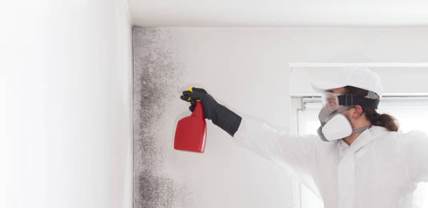 Best Affordable Mold Removal  in Bristol, VA