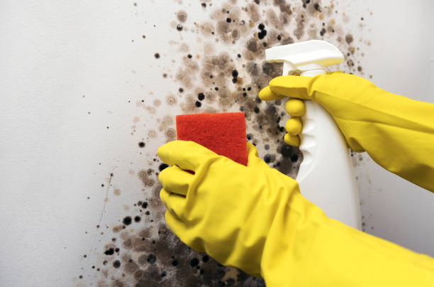 Best Toxic Mold Removal  in Bristol, VA