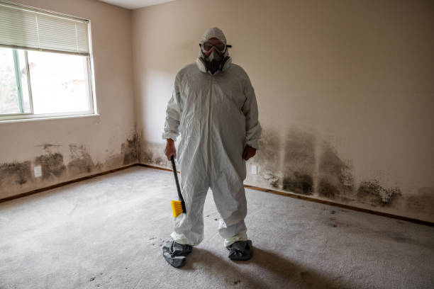 Best Local Mold Removal Service  in Bristol, VA