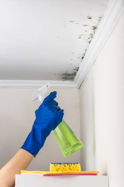 Best Emergency Mold Removal  in Bristol, VA