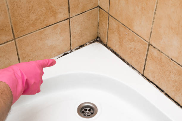 Best Attic Mold Removal  in Bristol, VA